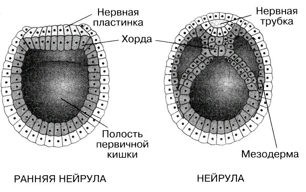 Стадии формирования нейрулы. Эмбриогенез энтодерма. Мезодерма стадия эмбриогенеза. Зародышевый листок нервной трубки. Стадии эмбриогенеза нейрула.