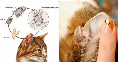 Чем опасны клещи для кошек