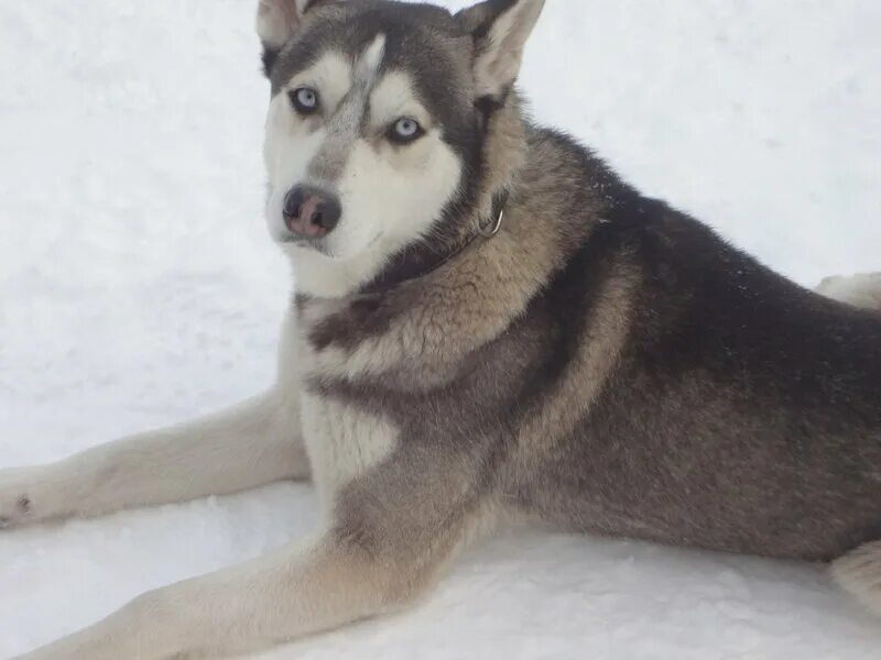 Хаски молодой русский. Хаски серая. Фото молодой хаски. Молодой хаски. Хаски молодой русский.