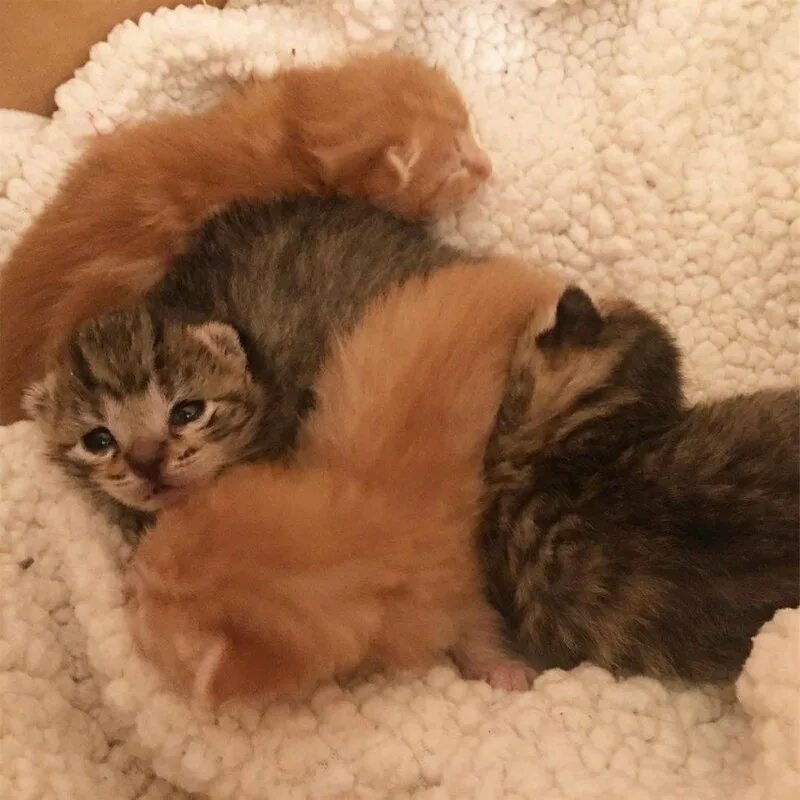 Маленький котенок кричит. Хрупкая кошечка. Котята с мамой. Новорожденные котята. Новорожденные котята с мамой.