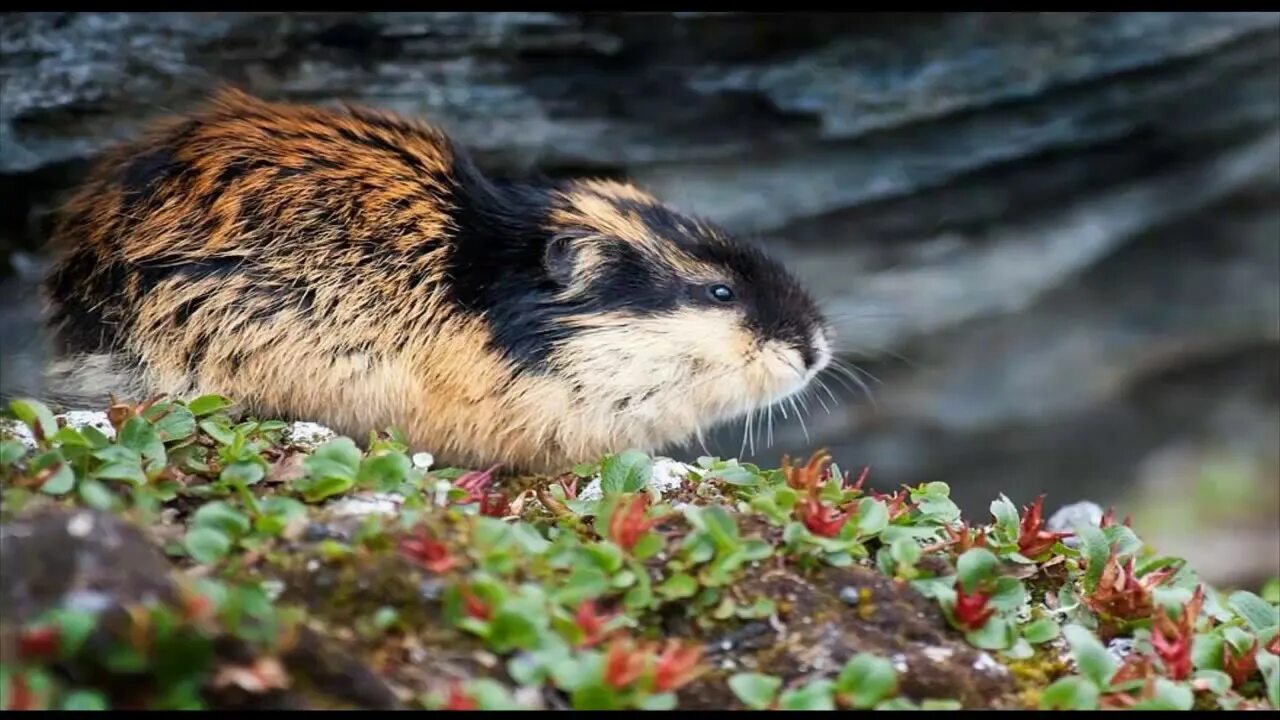 Копытный лемминг. Амурский лемминг. Лемминг в норке. Лемминг в тундре.