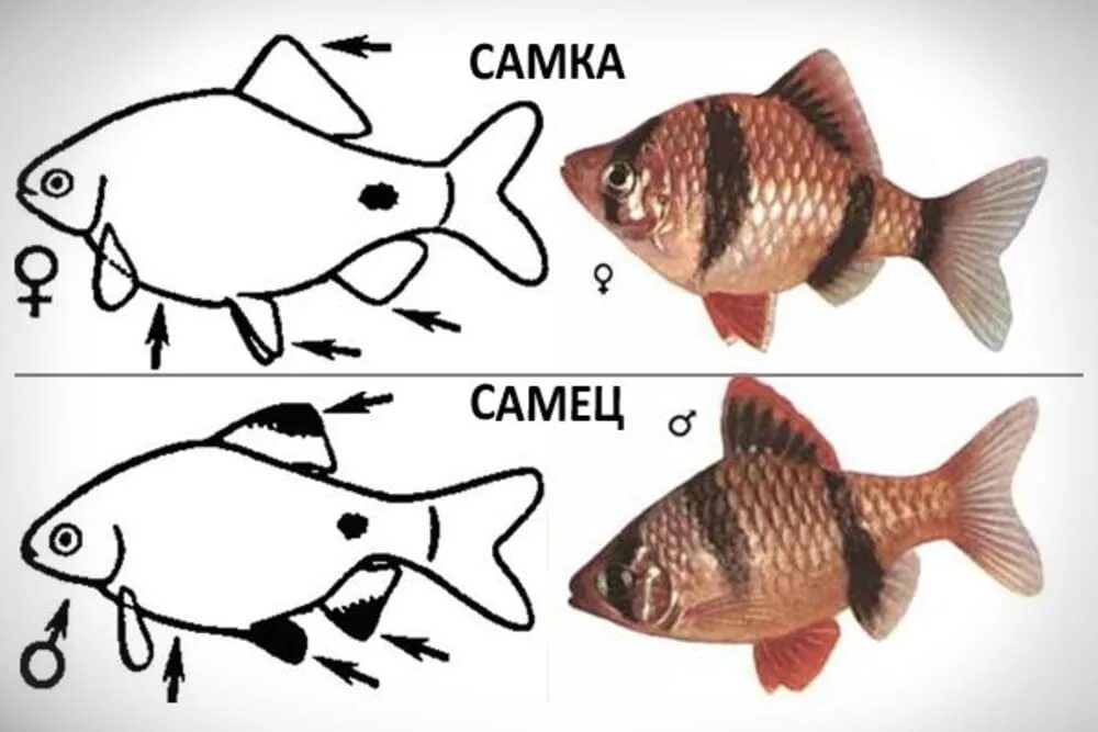 Как отличить рыбу. Рыба Барбус суматранский. Барбус суматранский отличие самки. Рыбка Барбус суматранский размножение. Суматранский Барбус аквариумная рыбка.