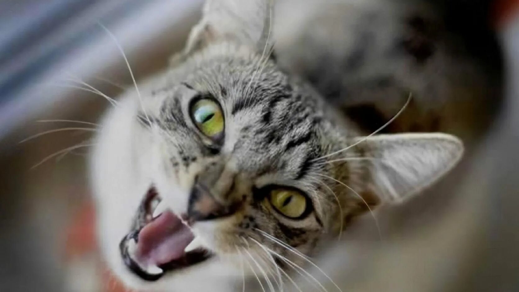 Кошка кричит звуки. Кот мяукает звук. Кошечка мяукает. Кошка кричит звуки. Кошка кричит звуки.