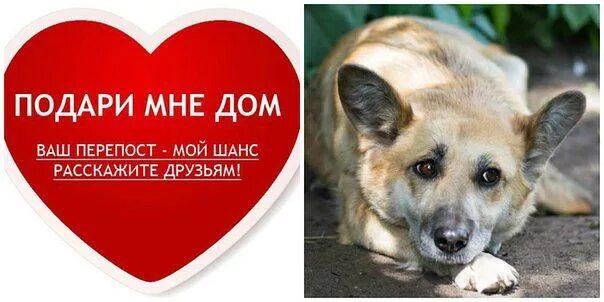 Помощь бездомным животным хочу домой