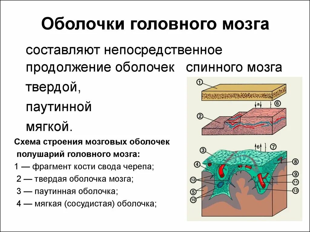 Внутренняя оболочка мозга. Оболочки головного мозга твердая паутинная и мягкая. Твердая мозговая оболочка головного мозга схема. Строение сосудистой оболочки мозга. Строение оболочек головного мозга мягкая сосудистая.