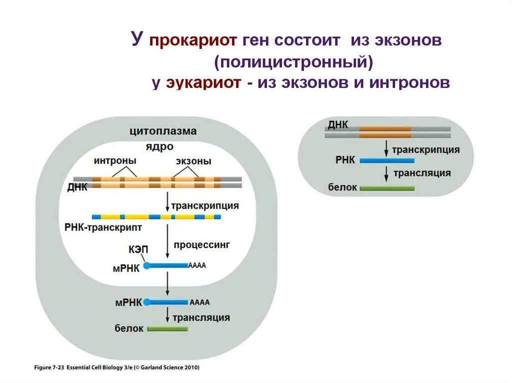 Кольцевая днк прокариот. Структуру Гена у прокариот и эукариот сравнение. Организация генома прокариот и эукариот. Структура Гена прокариот и эукариот. Организация структурных генов прокариот эукариот.