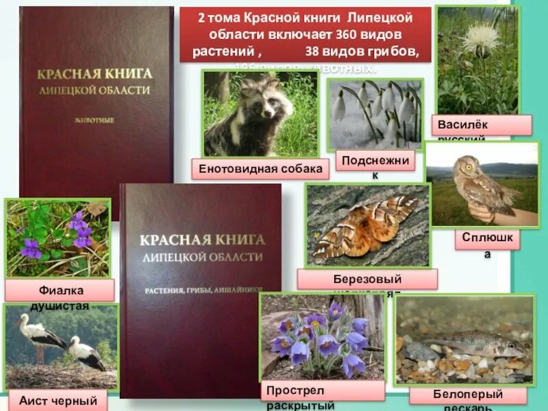 Сколько животных и растений в красной книге