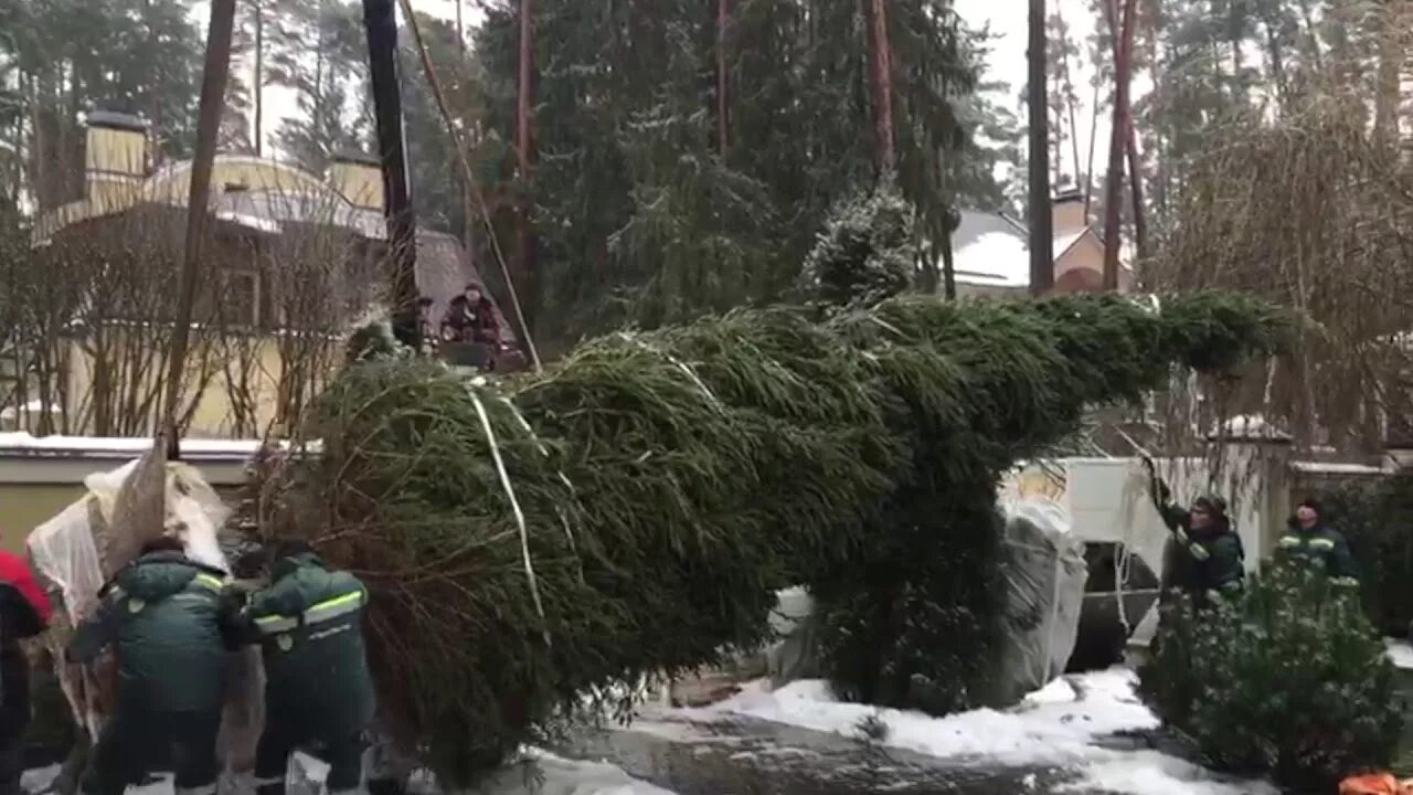 Ели 10 м. Пересадка туй крупномеров. пересадка взрослой ели. омолаживание взрослых елей. пересадка 20 метровой ели.