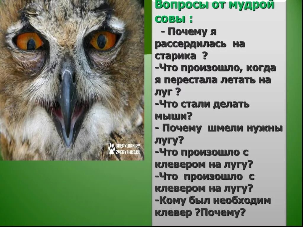 Какая пословица выражает главную мысль бианки сова. Рассказ про сову. сова с вопросом. вопросы к рассказу сова бианки. в бианки сова вопросы.