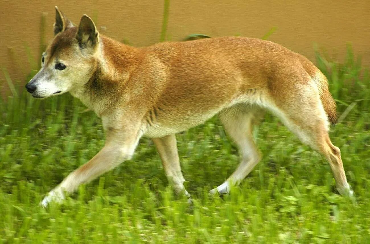 Новогвинейская собака. Собака поет. Новогвинейская пастушья собака. Элсея новогвинейская. Новогвинейская пастушья собака.