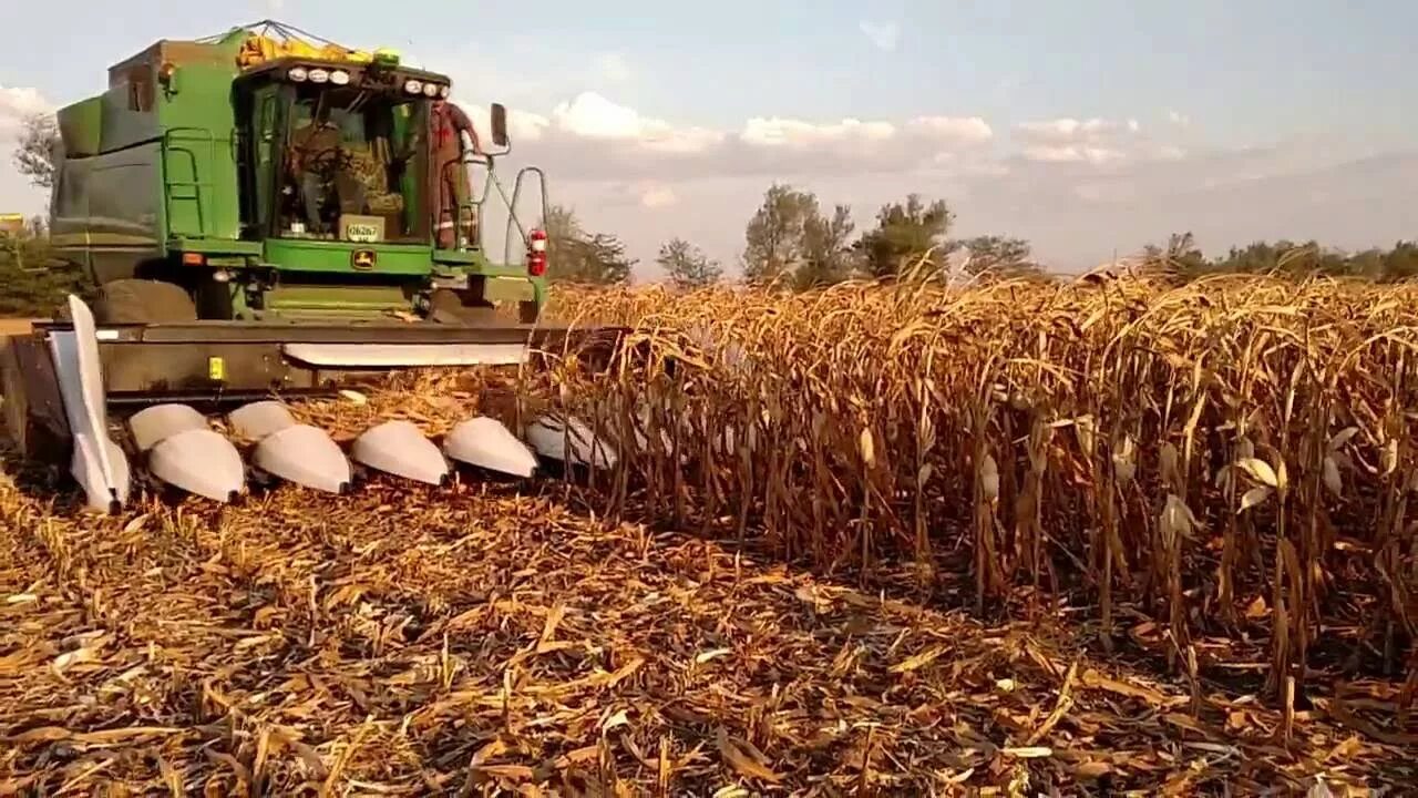 Современная урожайность. Комбайн для уборки кукурузы на зерно силос. Урожай подсолнечника с 1га Ставрополье. Сбор урожая в поле. Уборка урожая кукурузы.