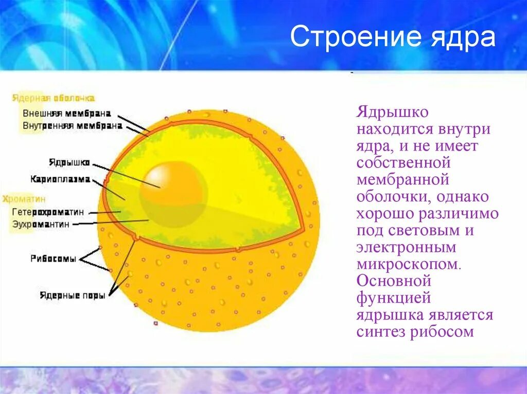 Ядро и ядрышко строение. Строение ядрышка. Схема строения ядра. Ядро рисунок. Назовите структуры ядра