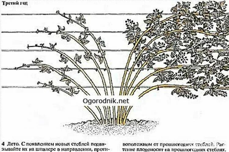 Весенняя обрезка ежевики. Обрезанный куст ежевики. Формировка куста ежевики. Обрезка бесшипной ежевики. Ежевика Торнфри обрезка.