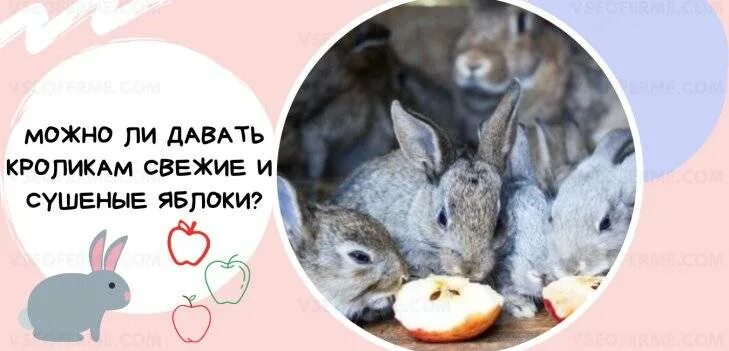 Можно кролику яблоко. Можно ли кроликам давать яблоки. Можно ли давать кроликам яблоки свежие. Можно ли давать декоративному кролику яблоко. Можно ли декоративным кроликам яблоки.