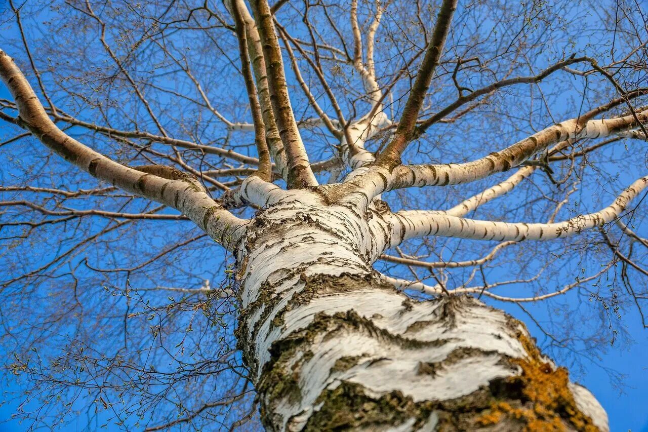 Березка помощь. Ствол березы. Betula pubescens ствол. Betula pubescens дерево.