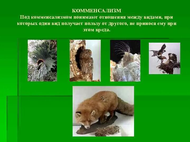 Совместное существование между животными и репейником