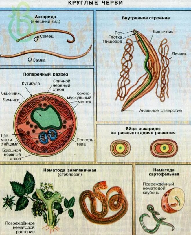 Круглые черви 3 типа. Строение круглых червей ЕГЭ биология. Тип круглые черви нематоды. Тип круглые черви паразиты человека. Внешнее строение круглых червей 7 класс биология.