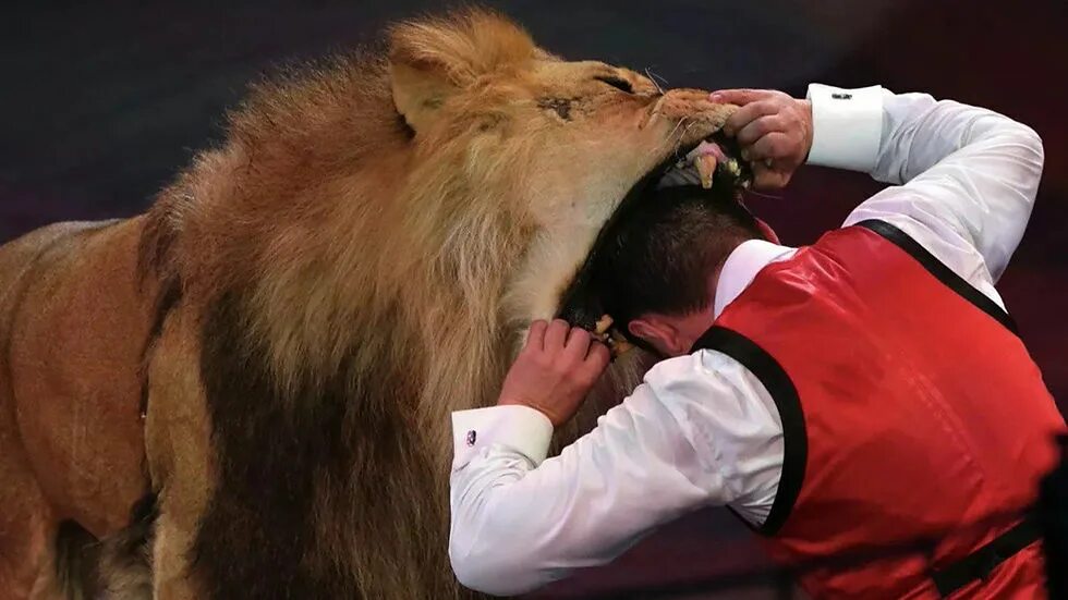 Дрессировщик засовывает голову в пасть льву. Дрессировщик крокодилов. Голова в пасти крокодила. Голова в пасти крокодила. Пасть льва.