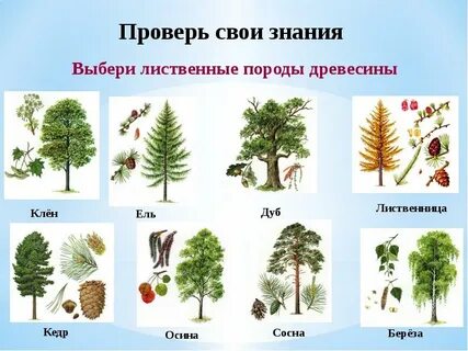 Хвойные и лиственные деревья дошкольникам