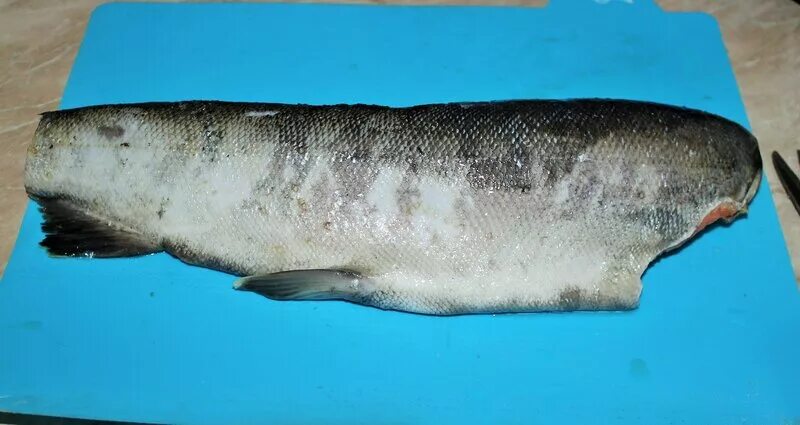 Белая форель пангасиус. Лакедра (желтохвост). Плоская рыба. Лакедра желтохвостая. Скумбрия чешуя.