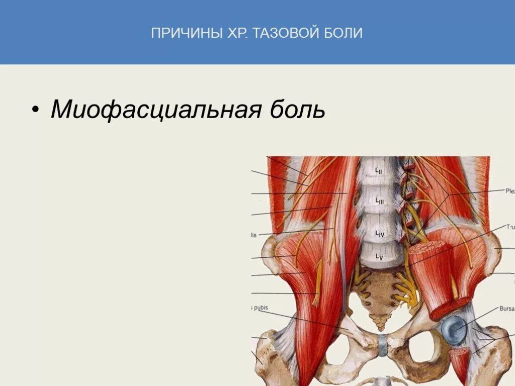 Болит таз мужчины. Хроническая тазовая боль. Боль в области малого таза. Дискомфорт в тазовой области.