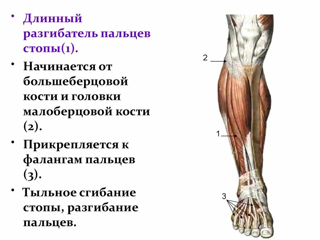 Длинный разгибатель стопы