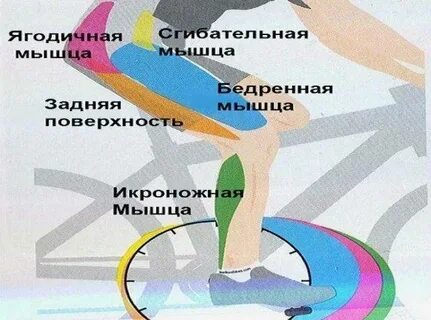 Какие мышцы работают при езде на велосипеде