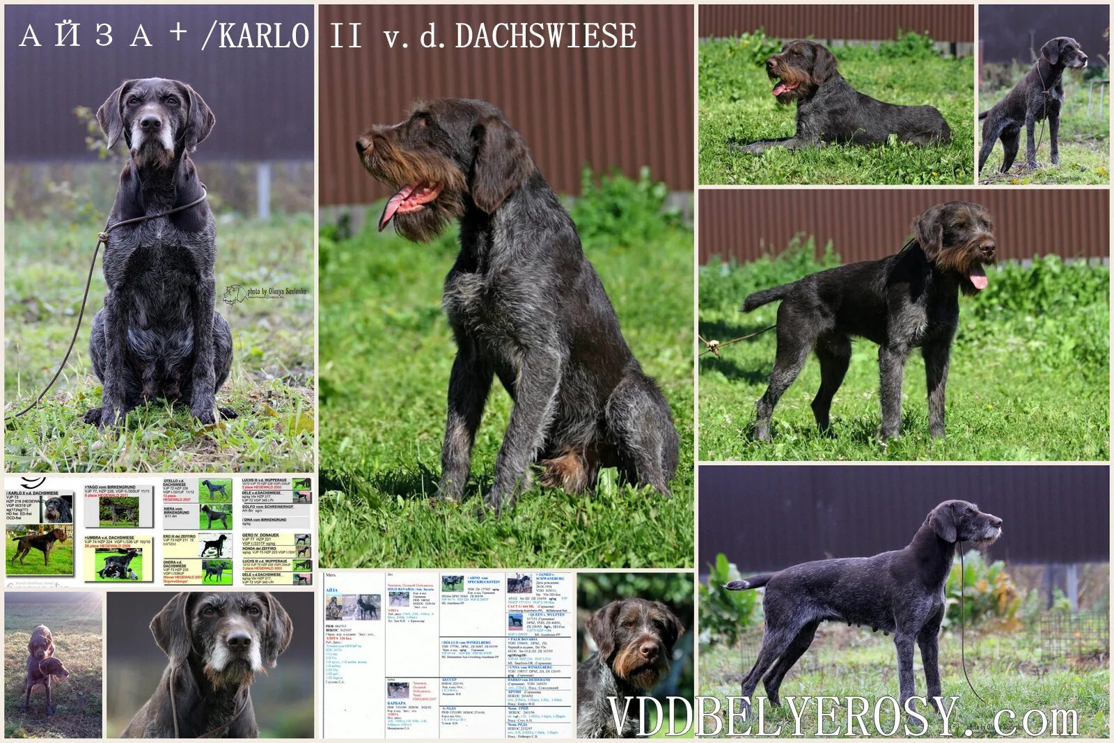 Рассмотрите фотографию собаки породы немецкий дратхаар. Дратхаар. Дратхаар с хаски. Охотничья собака дратхаар. Дратхаар порода собак черно-белая.