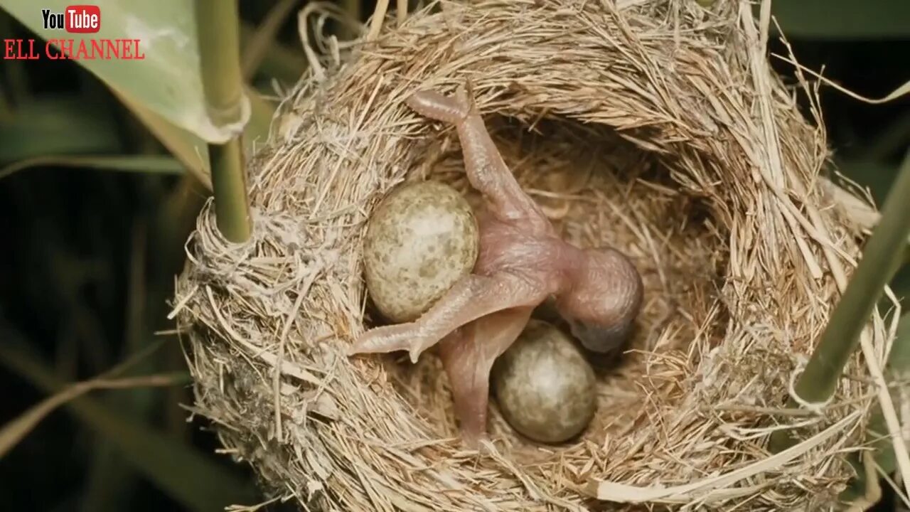 Яйца кукушки фото. Гнездо шпорцевой кукушки. Камышовка яйца гнездо. Обыкновенная Кукушка гнездо. Кукушки личинкоеды гнездо.