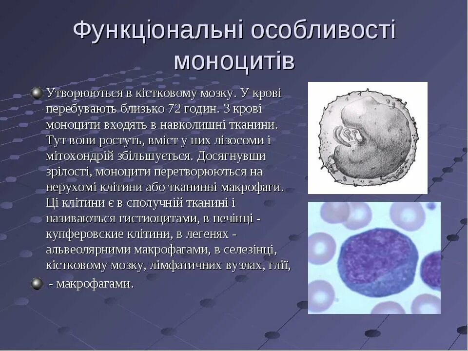 Почему повышенные моноциты в крови. Повышение моноцитов в крови. Моноциты в костном мозге. Характерное строение моноцитов. Повышение моноцитов у ребенка.