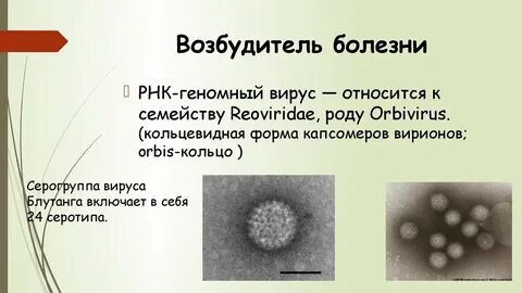 Покажите возбудитель