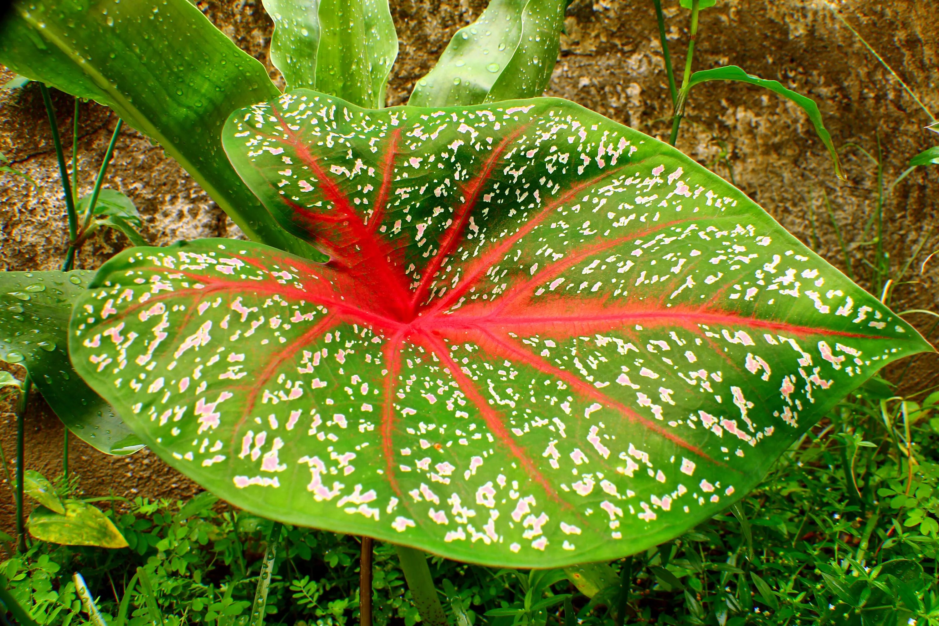Растение каладиум. Каладиум Флорида Кардинал. Колеус каладиум. Каладиум красный.