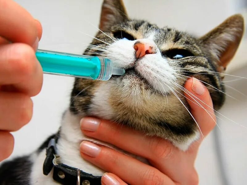 Как открыть рот кошке. Кот с лекарствами. Таблетку кошке в пасть. Кот и таблетки. Как дать кошке лекарство.