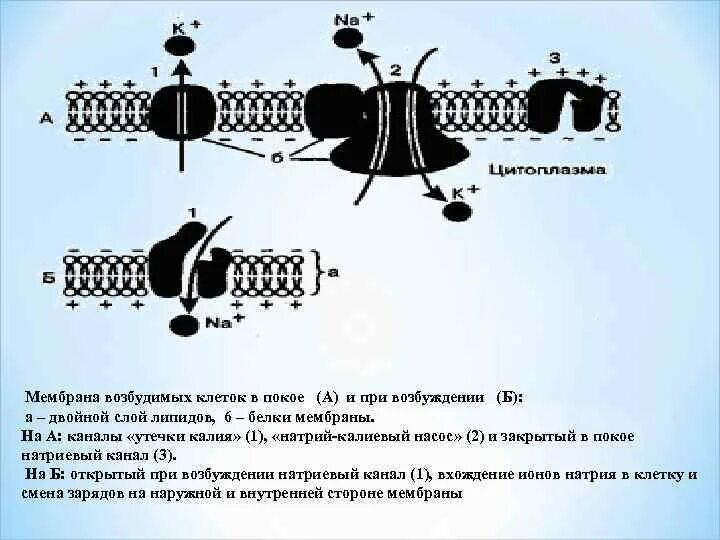 Мембрана возбудимой клетки. Строение мембраны возбудимых клеток. Строение мембран в клетках возбудимых тканей. Мембрана клеток в покое.