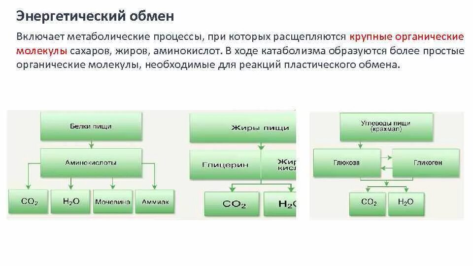 Энергетическим обменом является. Схема пластического и энергетического обмена. Этапы энергия обмена веществ схема. Процессы энергетического обмена таблица. Обмен жиров схема пластический и энергетический.