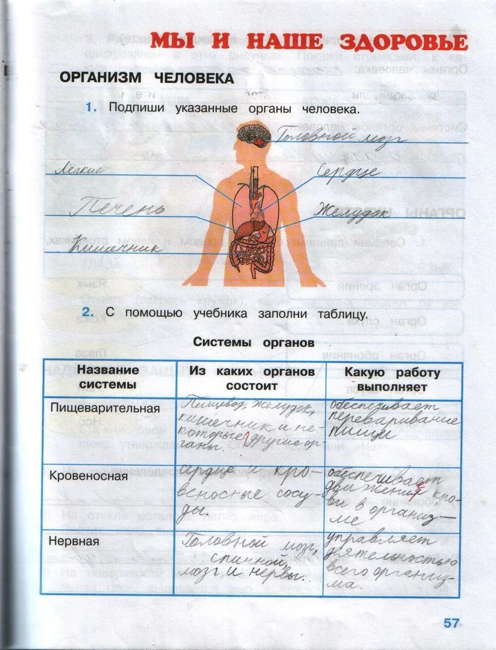 Организм человека схема внутреннее строение 2класс. Строение тела человека 2 класс задания. Тест строение тела человека 2 класс окружающий мир плешаков. Строение тела человека 3 класс окружающий мир рабочая тетрадь. Рабочий лист по окружающему миру организм человека.