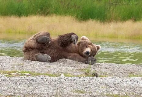 Lazy bear