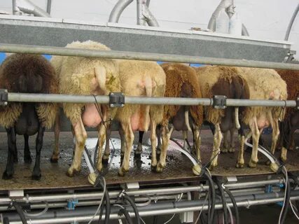 Milking farm