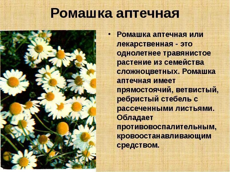 Научный текст описание ромашки