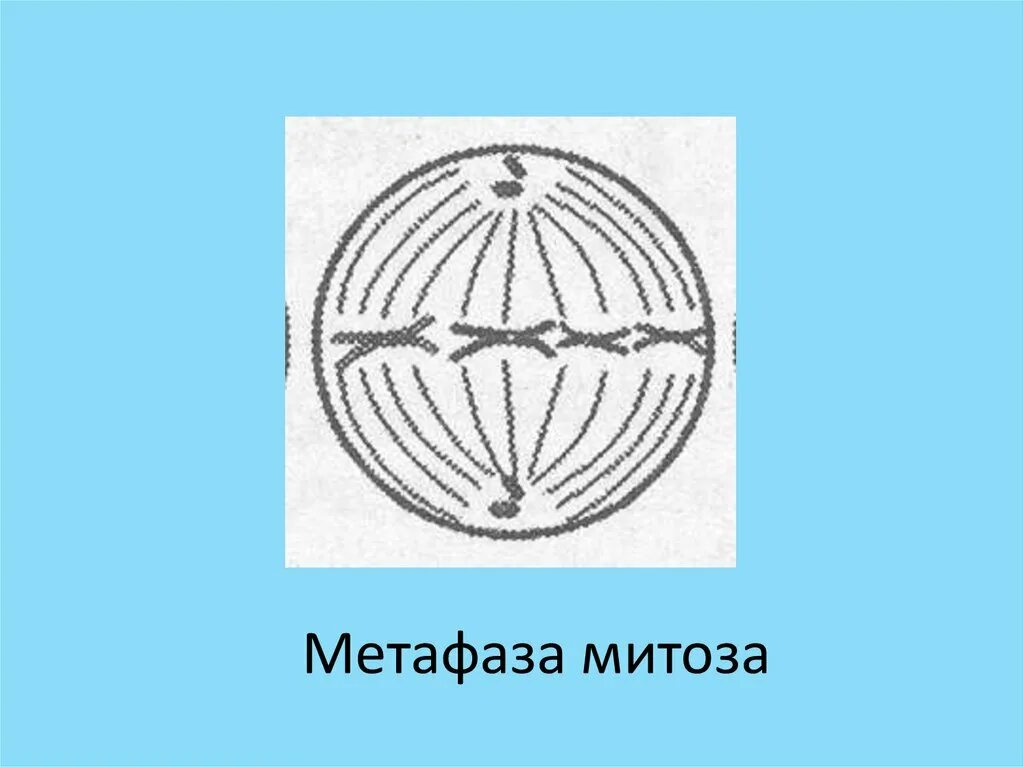 Метафаза 1 рисунок. Метафаза кариокинеза. метафаза митоза рисунок. метафаза митоза 1 и метафаза митоза. метафаза митоза 2.