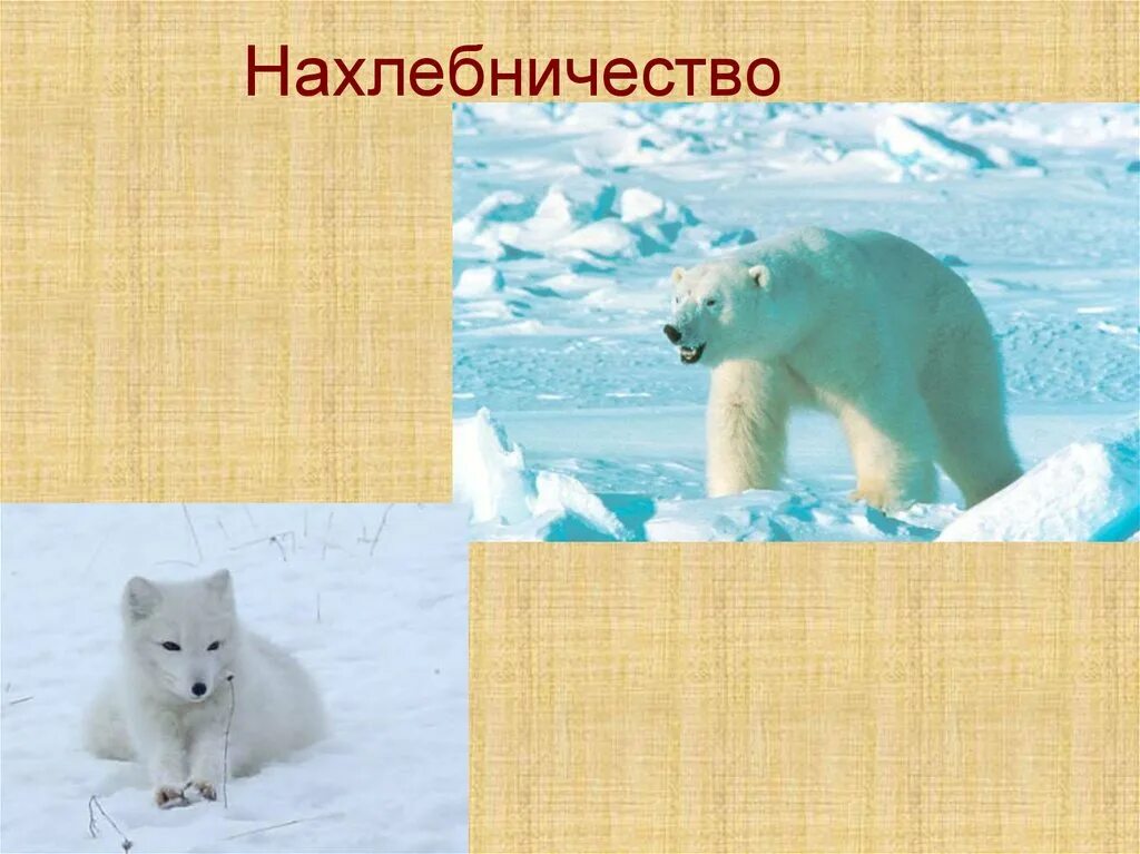 Нахлебничество примеры животных. Нахлебничество. нахлебничество в биологии. взаимосвязи животных в природе нахлебничество. примеры нахлебничества в биологии.