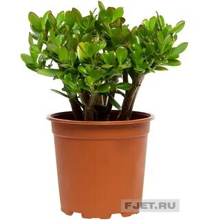 Денежное дерево какая почва