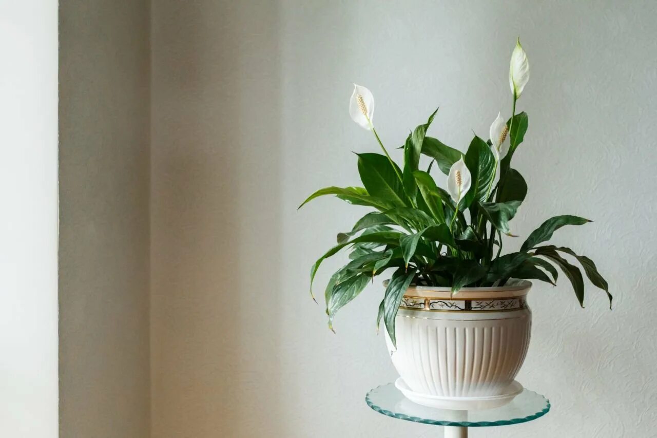 Спатифиллум (Spathiphyllum). Спатифиллум обильноцветущий Spathiphyllum floribundum. Калатея спатифиллум. Спатифиллум выращивание