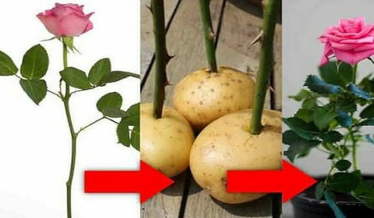 Укоренить розу из букета в домашних условиях. Укоренить черенок розы из букета. Черенок розы в картофелине. Вырастить розы из черенков букета в домашних. Вырастить розу в картошке.