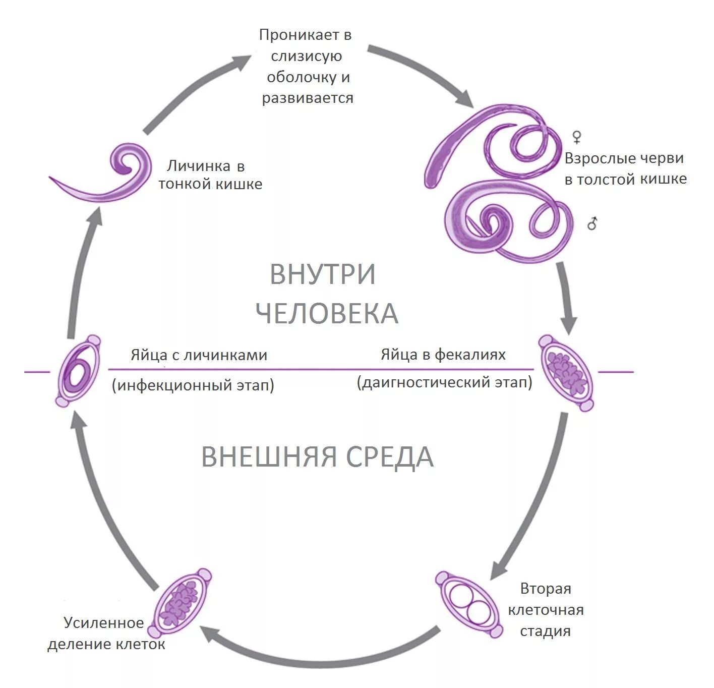 Стадия жизненного цикла червя. Цикл развития власоглава схема. Власоглав человеческий жизненный цикл. Цикл развития власоглава человеческого схема. Жизненный цикл гельминтов схема.