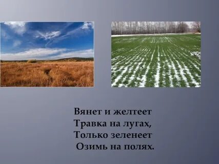 Вянет и желтеет травка на полях