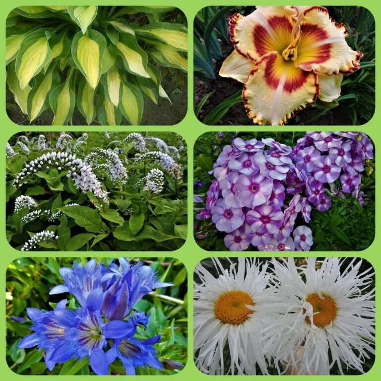 Многолетние растения. Цветы садовые многолетние. Семена цветов для сада. Семена цветов многолетников. Цветы почтой по россии