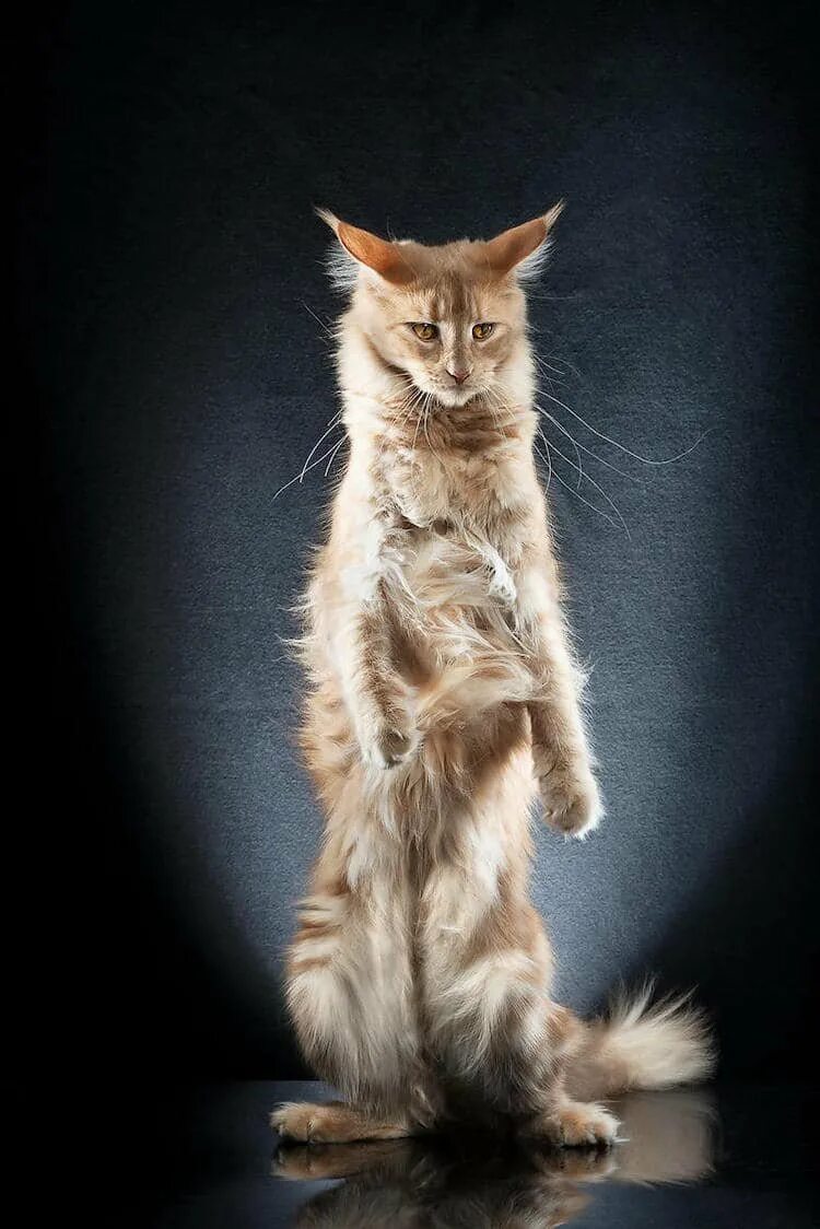 Кот стоящий на задних лапах. Котик на задних лапках. кошка стоит на задних лапах. кротик на задних лапках.