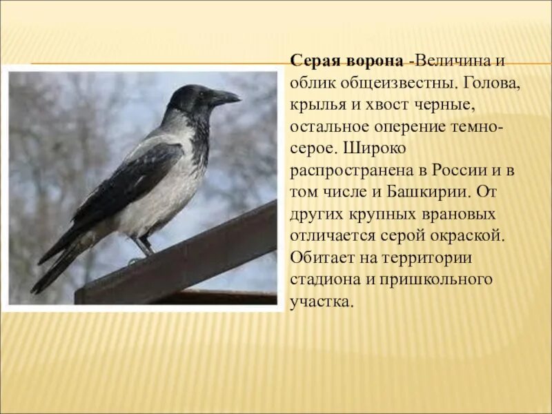 Сорока и ворона рассказ. Серая ворона описание. Описание вороны. Описание серой вороны. Серая ворона описание для детей.