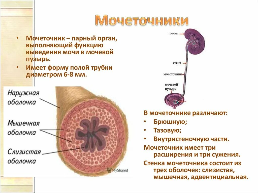 Мочеточник берет